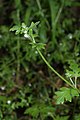 Nemophila parviflora