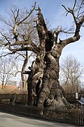 1000-річний дуб у Ньобденіц (нім. Nöbdenitz) в Тюрингії, Німеччина