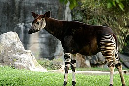 Okapi