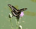 Giant Swallowtail