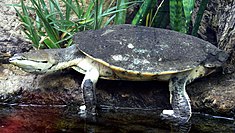 Phrynops hilarii une tortue d'eau nommée ainsi en l'honneur d'Isidore Geoffroy Saint-Hilaire[7].