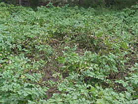 Phytophthora infestans