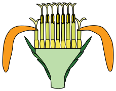 Corte longitudinal. Verde agua: receptáculo. Verde oscuro: involucro de filarios. Se observa el ovario ínfero justo debajo de la corola gamopétala.