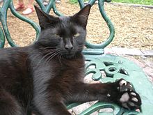 A black cat sitting on a garden chair. Its left front paw faces up, displaying its seven toes.
