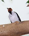 Red-capped Cardinal