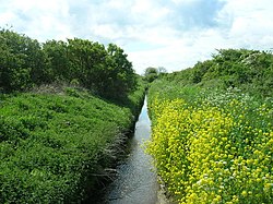 A narrow channel between bushes and foliage