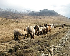 Ponies on Rum