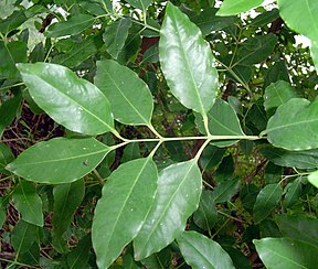 Blätter des Sandelholzbaums (Symbolfoto)