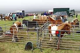 Concours à Baltasound en 2008