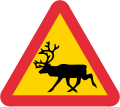 Reindeer