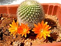 laut flickr-Seite ein Acanthocalycium ferrarii, Succu tippt auf "Rebutia/Aylosteria o.ä.