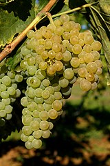 Trebbiano Toscano