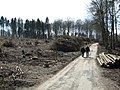 Wald u. Diedrichsburg bei Melle 2008 erl. in WP eingefügt