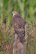 Vue d'un oiseau de dos et de son plumage