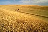 Wheat fields in Idaho