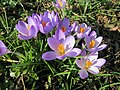 Crocus tommasinianus (F)