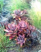 Aloe perfoliata - Paarl Rock - South Africa.jpg