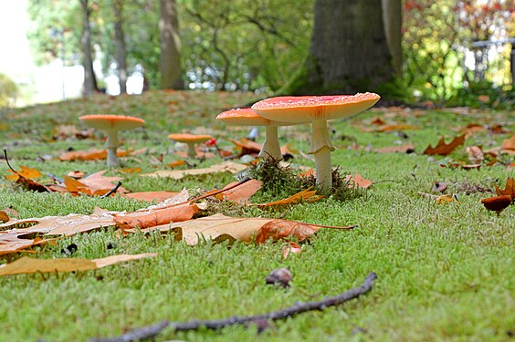 fly amanita in October