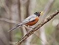 Image 56American robin making a dog whistle-like alarm call in Prospect Park