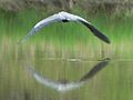 Ridgefield National Wildlife Refuge