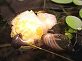 Thumbnail for File:Blasenschnecke 06.jpg