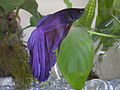 Our blue betta splendens sits still for a moment.