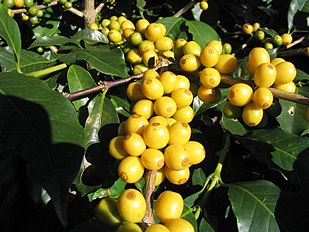 Yellow Bourbon Coffee, a variety of Coffea arabica, São João do Manhuaçu City, Minas Gerais State, Brazil