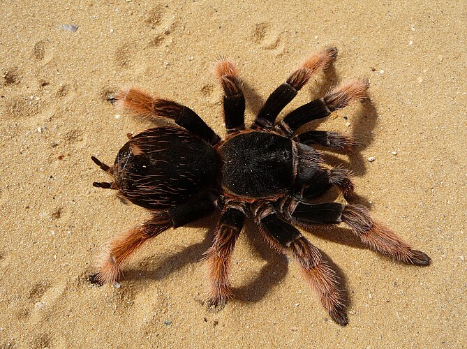 Мексиканский паук-птицеед (Brachypelma klaasi). Взрослая самка. Мексика.