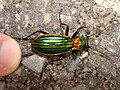 Carabus lineatus, Fragas do Eume