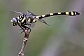 Common clubtail, Ictinogomphus rapax