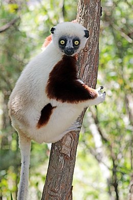 Kokverelio sifaka (Propithecus coquereli)