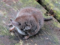 Crocidura russula Furaño común