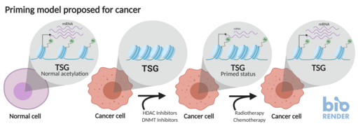 Epigenetic priming in Cancer.png