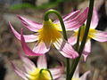 Erythronium purpurascens end of blooming