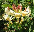 European honeysuckle