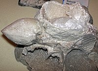 Indiana'daki katmanlardan birkaç jeodize olmuş pentamerid brakiyopod içeren bir kaya