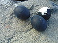 black eggs of Hakone (boiled in a sulphuric hot spring)