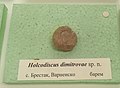 en:Holcodiscus dimitrovae sp.n. en:Barremian, en:Brestak, Varna Province at the en:Sofia University "St. Kliment Ohridski" Museum of Paleontology and Historical Geology