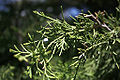 Foliage and cones, Fort Collins, Colorado