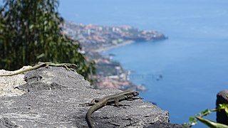 Lizards at Cabo Girao (26319349129).jpg