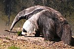 Thumbnail for Giant anteater