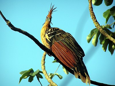 3: Hoatzin