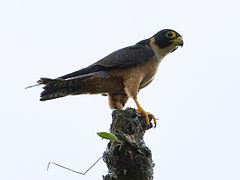 Rytinis sketsakalis (Falco severus)