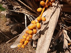 Espatas leñosas en la inflorescencia de una palmera (Arecaceae).