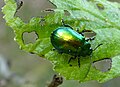 Mandelinka olšová (Linaeidea aenea)