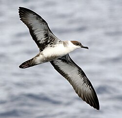 Storlire Puffinus gravis Foto: Patrick Coin