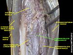 Extensor pollicis brevis muscle