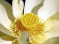 Nelumbo lutea