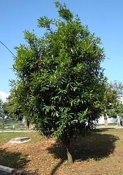 Description de l'image Syzygium jambosTree1.jpg.