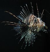 Lionfish